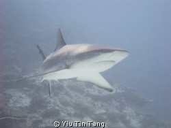 Gray Sharks ran after us in U-long channel!! so Close... ... by Yiu Tin Tang 
